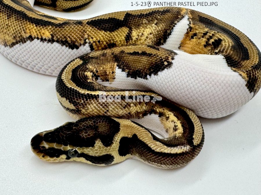 PANTHER PASTEL PIED